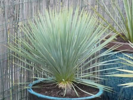 visuel Yucca rostrata