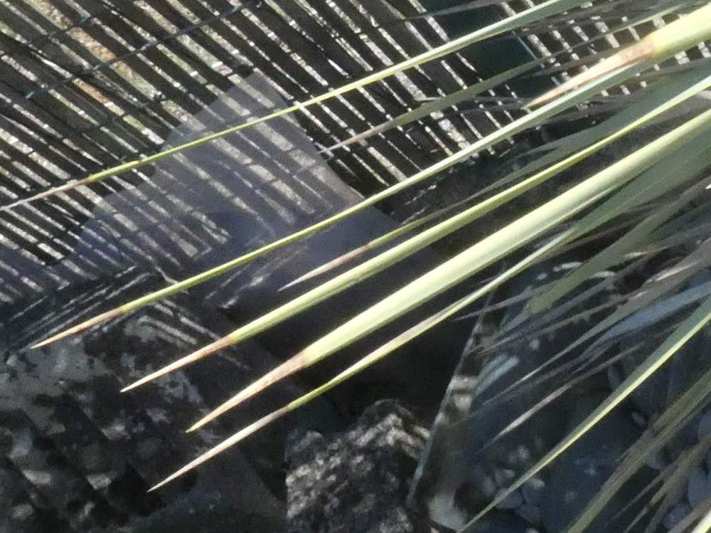 pointe de agavaceae yucca rostrata