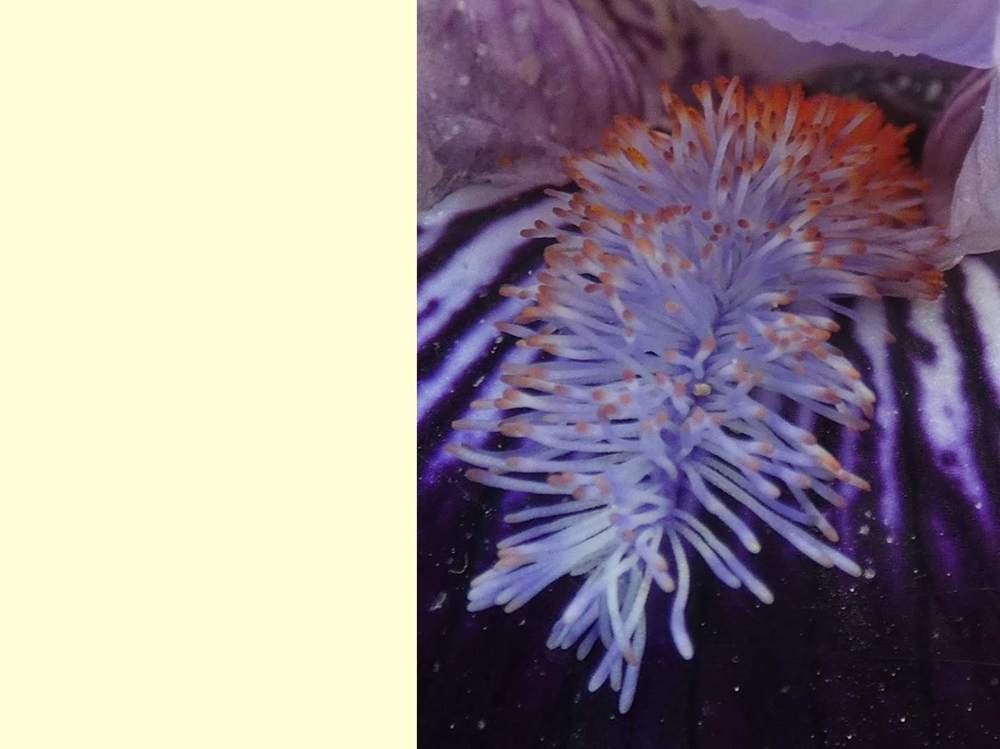 barbe de iridaceae iris barbu cv. 'royalaz'