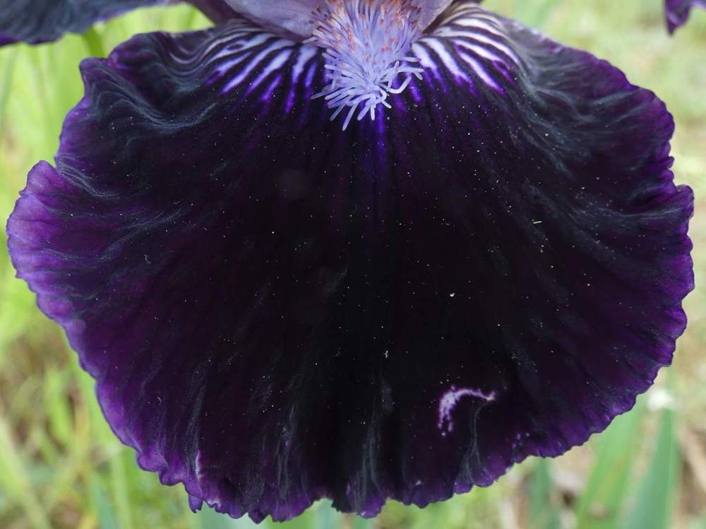 sépale de iridaceae iris barbu cv. 'royalaz'