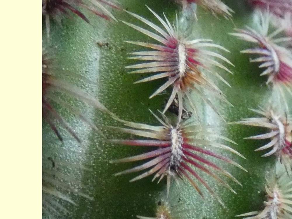 aréole-aiguillon de cactaceae echinocereus rigidissimus ssp. rubispinus
