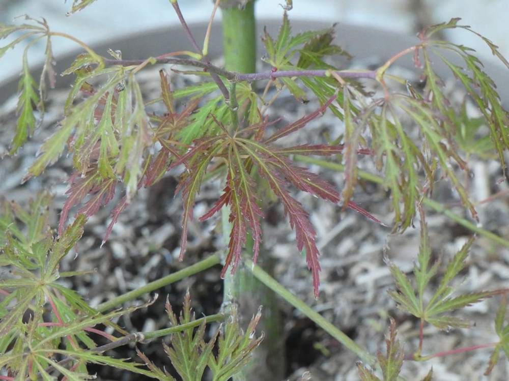 été de aceraceae acer palmatum ssp. matsumurae gr. dissectum cv. 'rubrifolium'