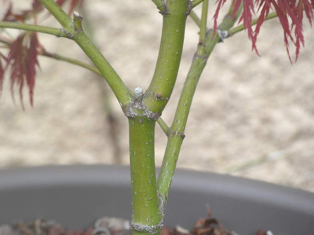 écorce de aceraceae acer palmatum ssp. matsumurae gr. dissectum cv. 'rubrifolium'