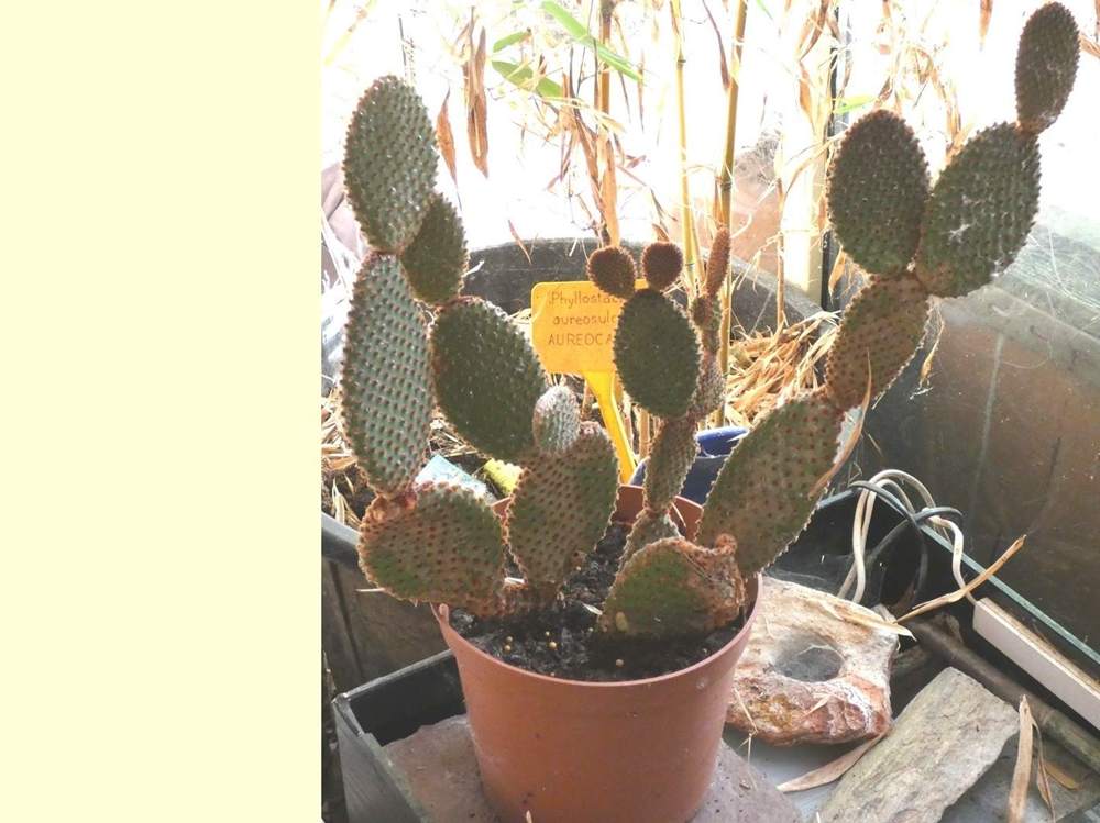 Cactaceae opuntia microdasys var. rufida
