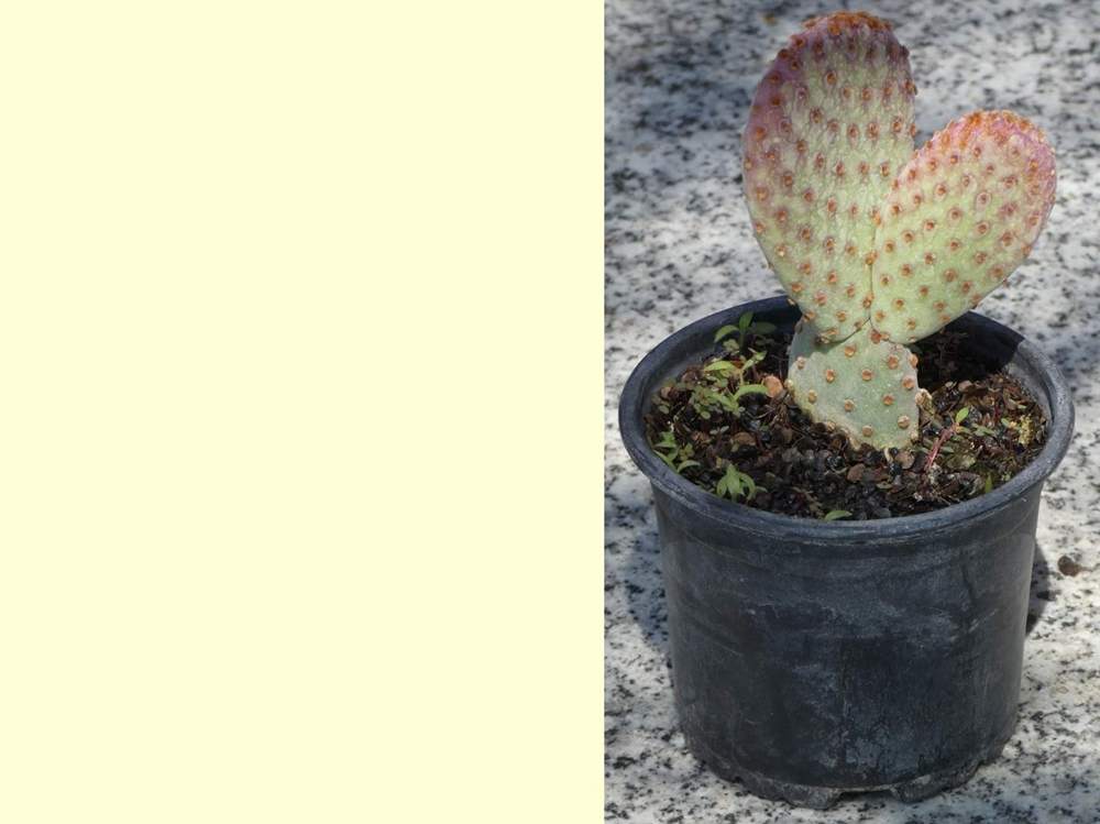 Cactaceae opuntia rufida