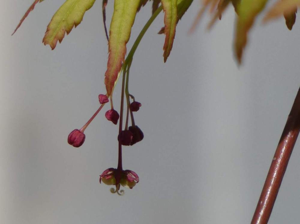 fleur de aceraceae acer palmatum cv. 'ryu sei'