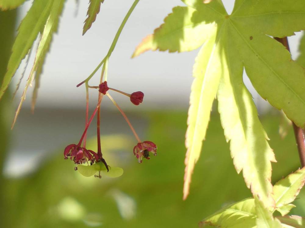 samare de aceraceae acer palmatum cv. 'ryu sei'