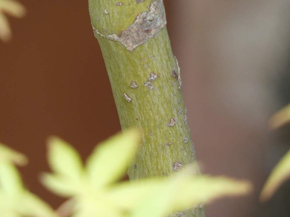 écorce de aceraceae acer palmatum cv. 'ryu sei'