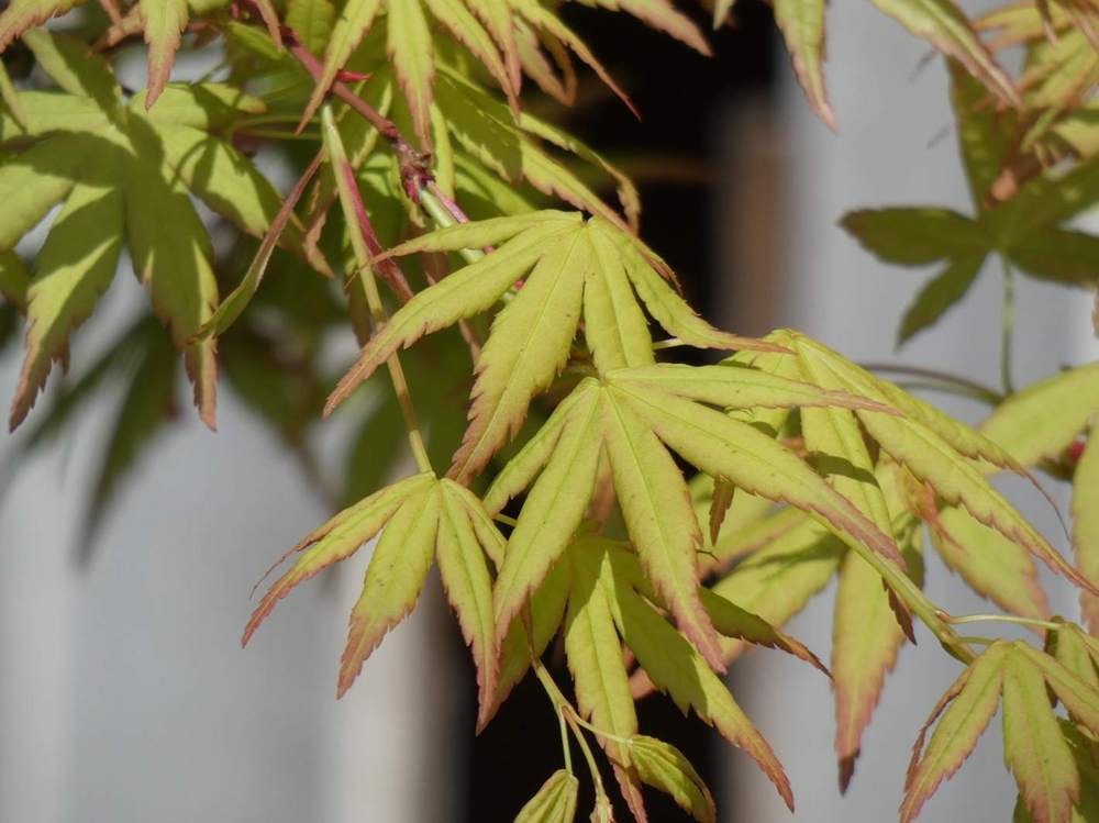 printemps de aceraceae acer palmatum cv. 'ryu sei'