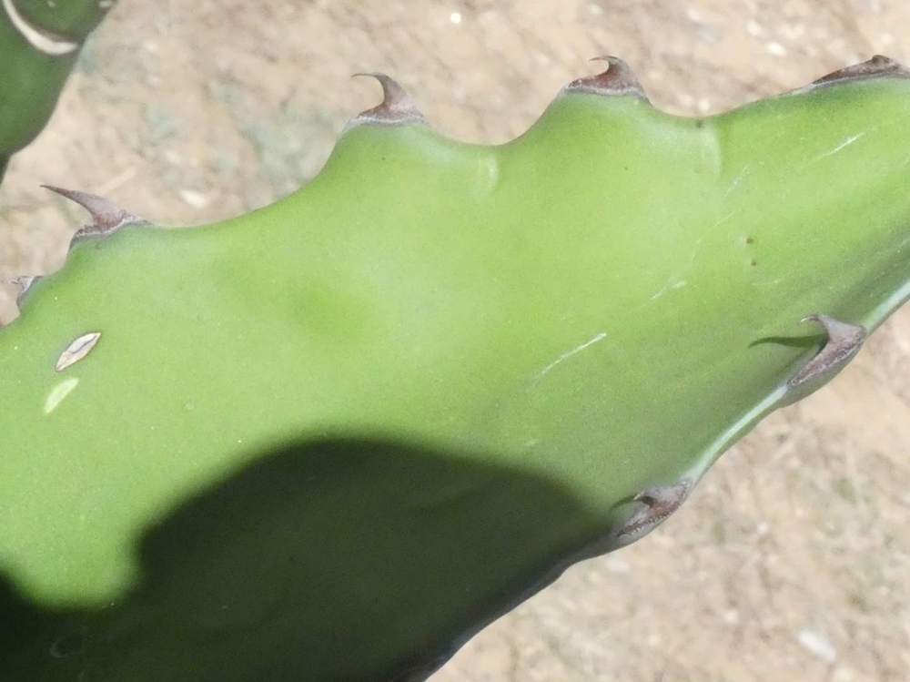 marge de agavaceae agave salmiana