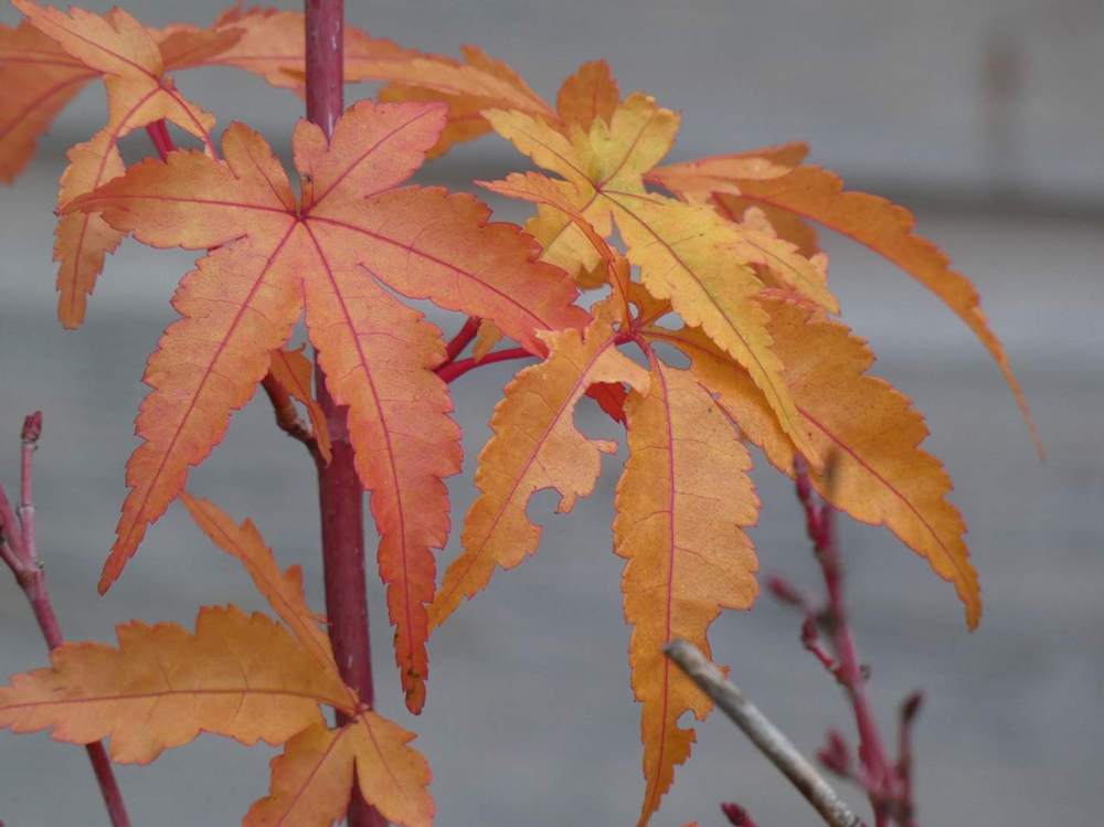 automne de aceraceae acer palmatum cv. 'sango kaku'