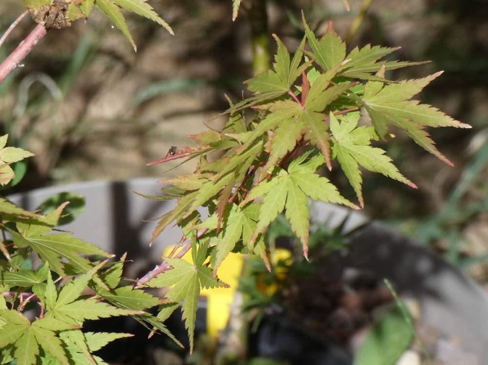 été de aceraceae acer palmatum cv. 'sango kaku'
