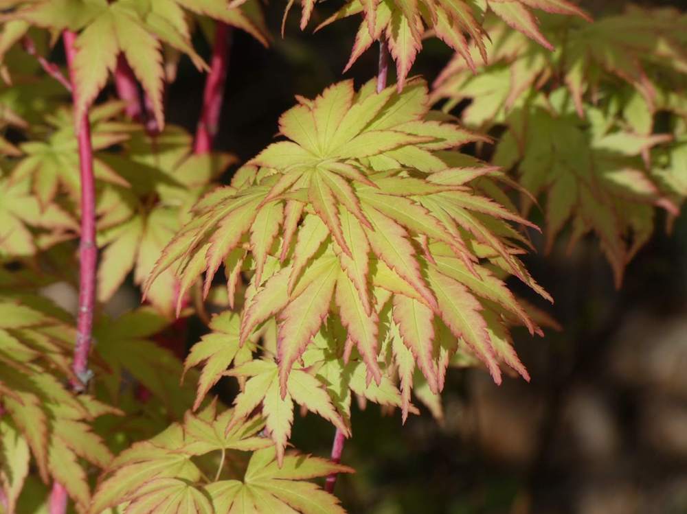 printemps de aceraceae acer palmatum cv. 'sango kaku'