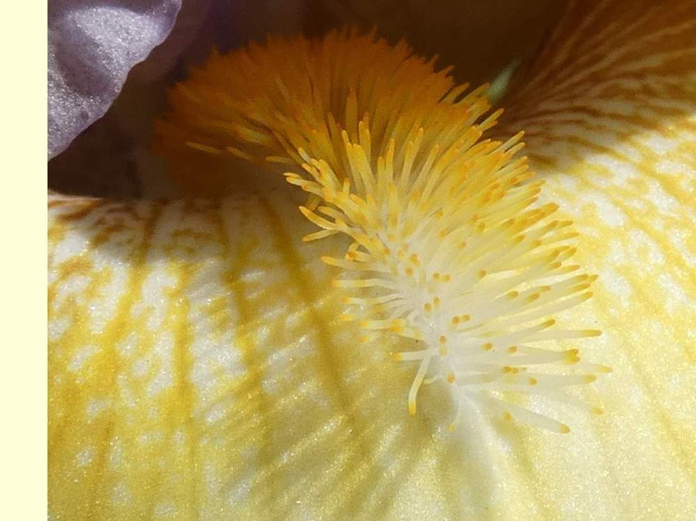 barbe de iridaceae iris barbu cv. 'saphir jaune'