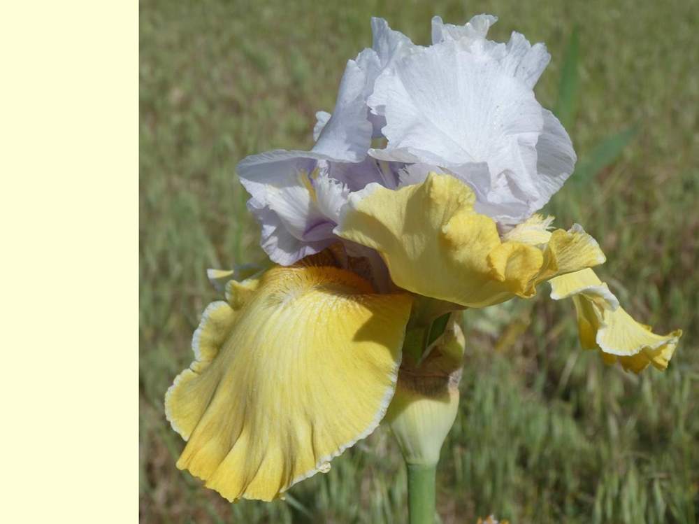 iridaceae iris barbu cv. 'saphir jaune'
