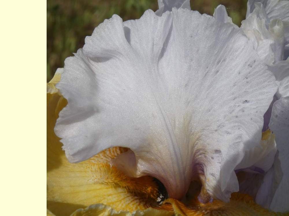 pétale de iridaceae iris barbu cv. 'saphir jaune'