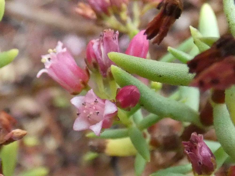 fleur de crassulaceae crassula sarcocaulis