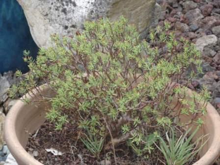 visuel Crassula Sarcocaulis