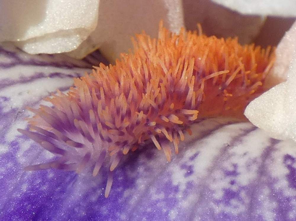 barbe de iridaceae iris barbu cv. 'sassy sister'