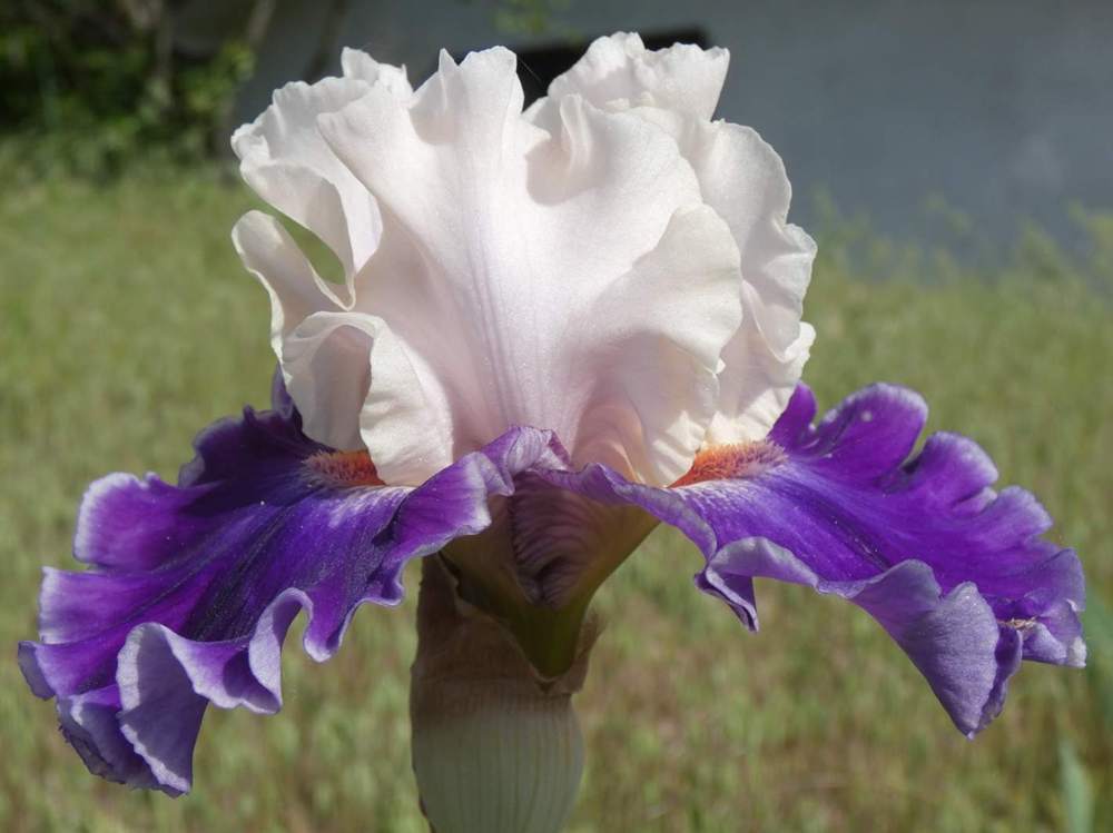 iridaceae iris barbu cv. 'sassy sister'