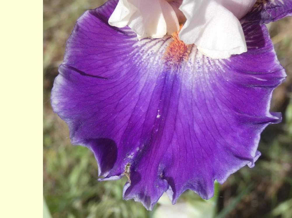sépale de iridaceae iris barbu cv. 'sassy sister'