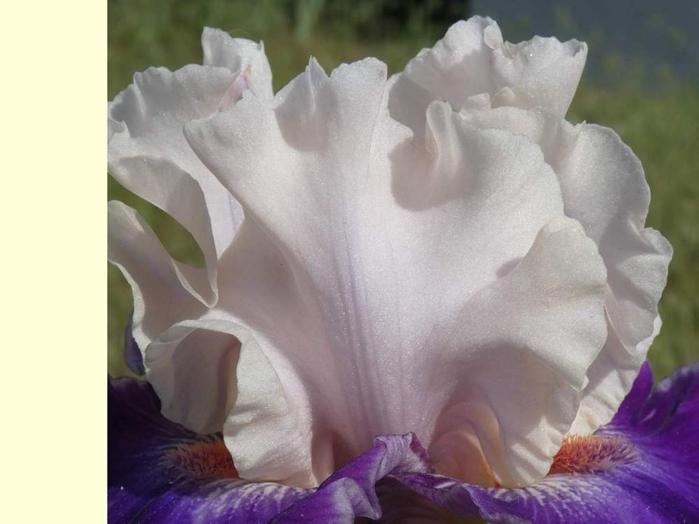 pétale de iridaceae iris barbu cv. 'sassy sister'