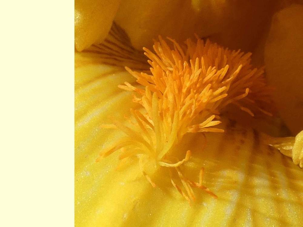 barbe de iridaceae iris barbu cv. 'scaer'