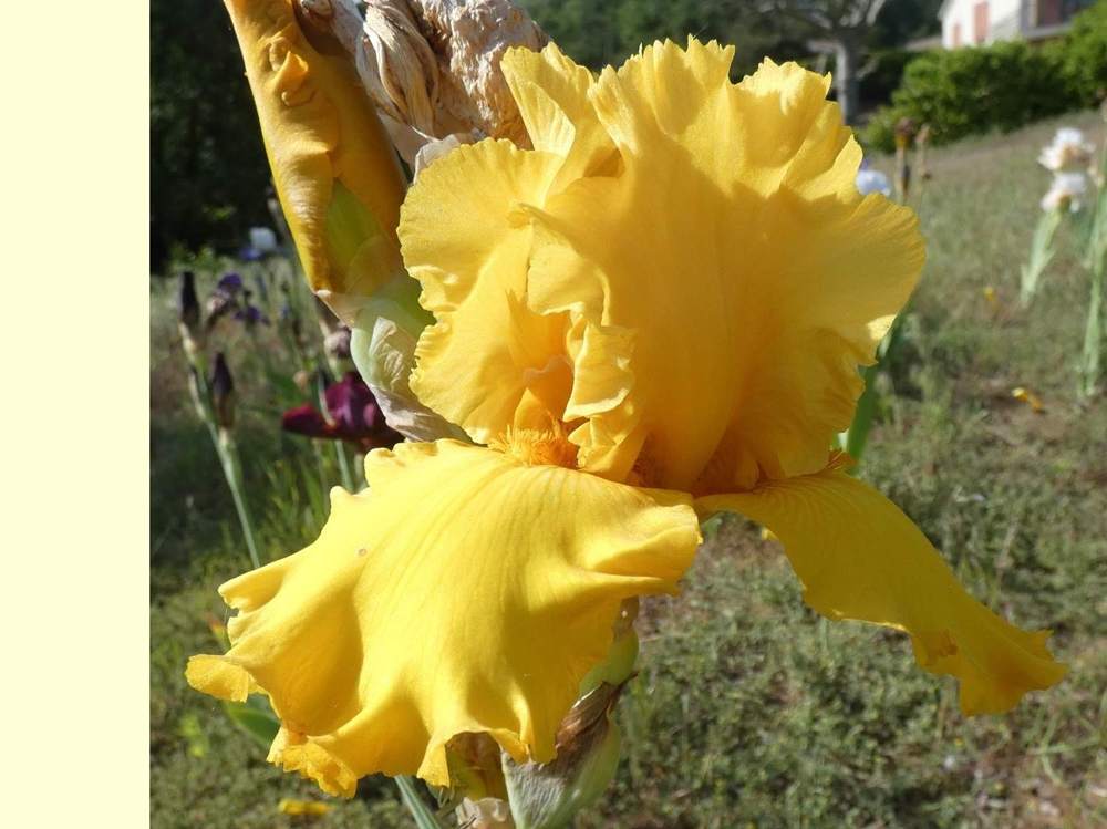 iridaceae iris barbu cv. 'scaër'