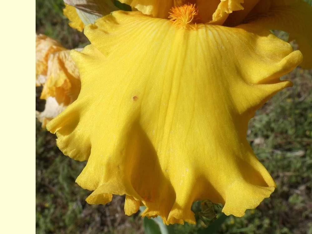 sépale de iridaceae iris barbu cv. 'scaer'