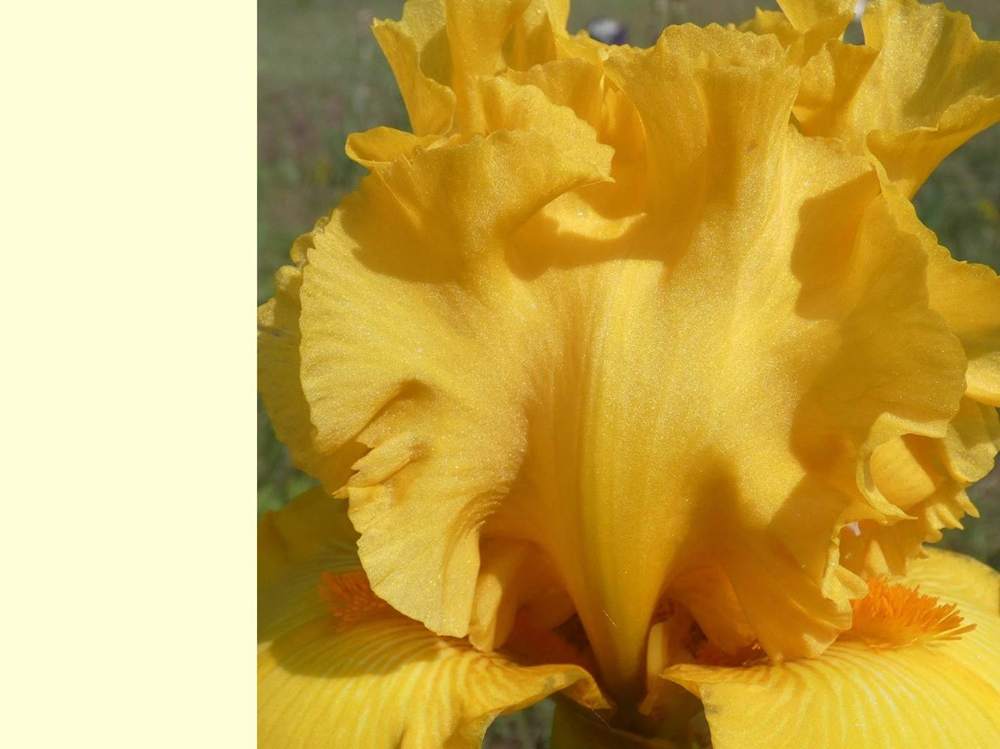 pétale de iridaceae iris barbu cv. 'scaer'