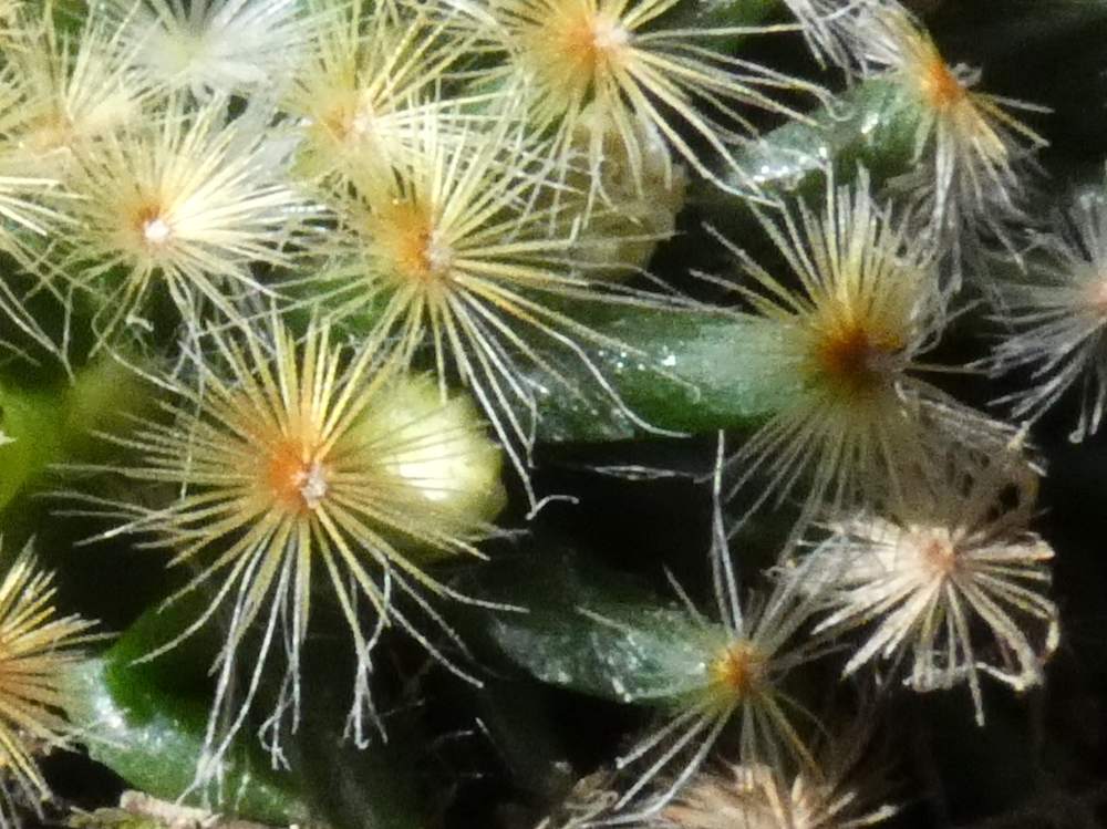 aréole-aiguillon de cactaceae mammillaria schiedeana