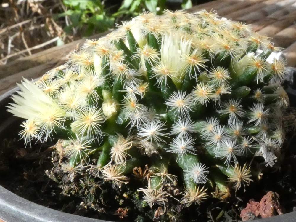 Cactaceae Mammillaria schiedeana