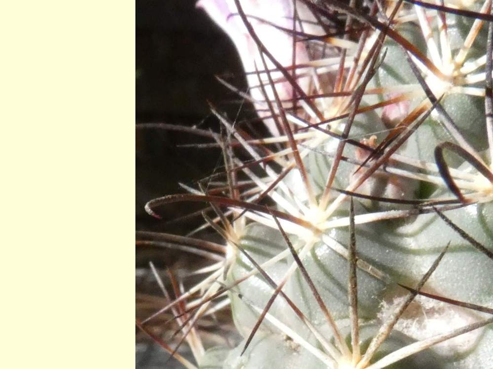 aréole-aiguillon de cactaceae mammillaria schumannii