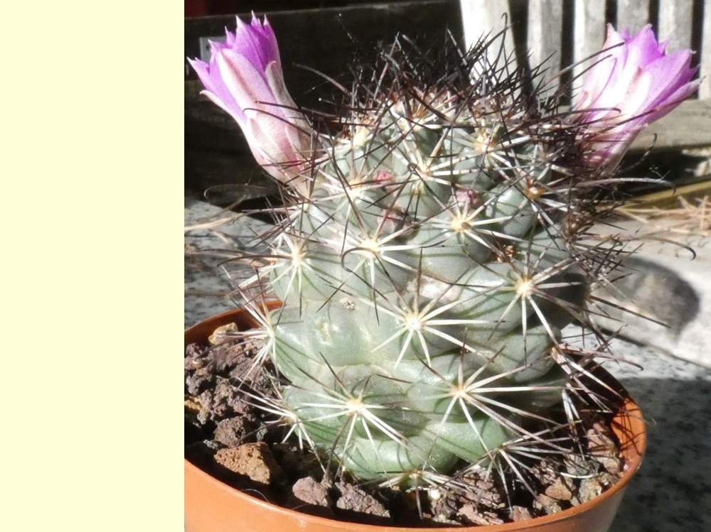 Cactaceae Mammillaria schumannii