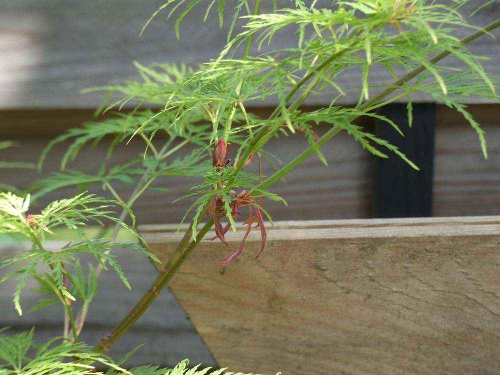 jeune bois de aceraceae acer palmatum ssp. matsumurae gr. dissectum cv. 'seiryu'