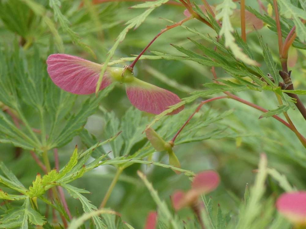 samare de aceraceae acer palmatum ssp. matsumurae gr. dissectum cv. 'seiryu'