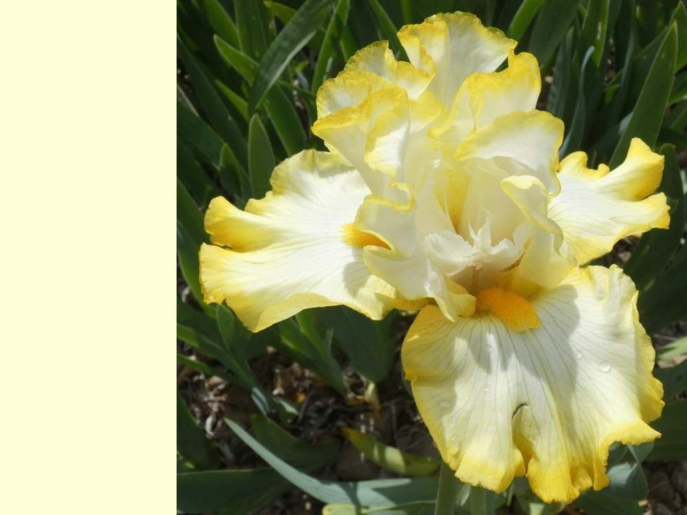 iridaceae iris barbu cv. 'serious notion'