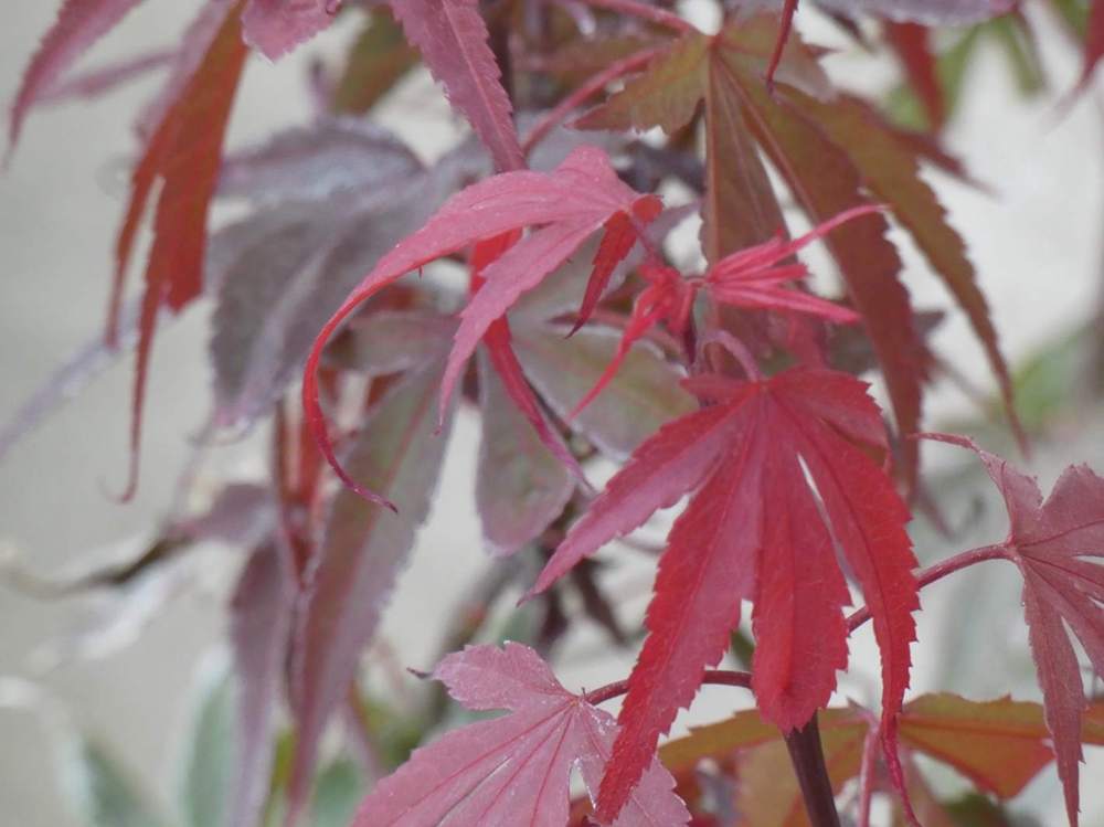été de aceraceae acer palmatum cv. 'shaina'