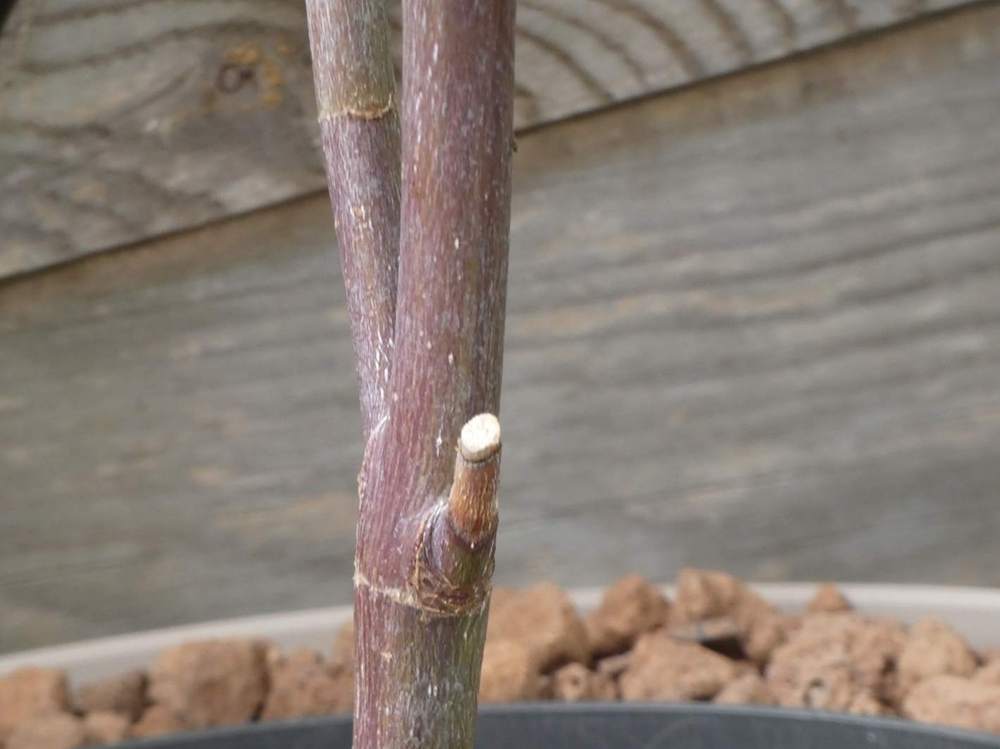 écorce de aceraceae acer palmatum cv. 'shaina'