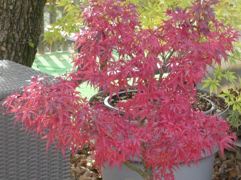 automne de aceraceae acer palmatum cv. 'sharp's pygmy'