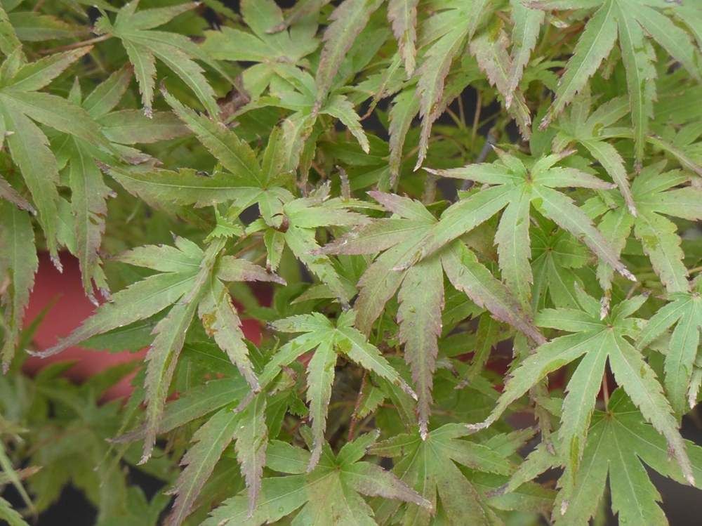 été de aceraceae acer palmatum cv. 'sharp's pygmy'