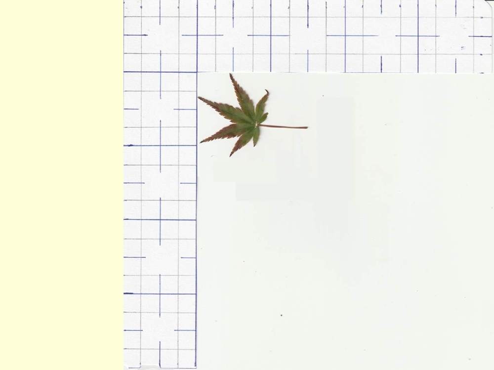 Aceraceae Acer palmatum cv. 'sharp's pygmy'