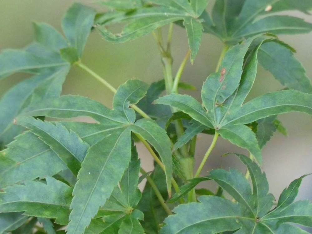 jeune bois de aceraceae acer palmatum cv. 'sharp's pygmy'