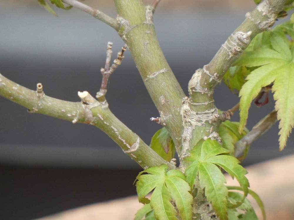 écorce de aceraceae acer palmatum cv. 'sharp's pygmy'