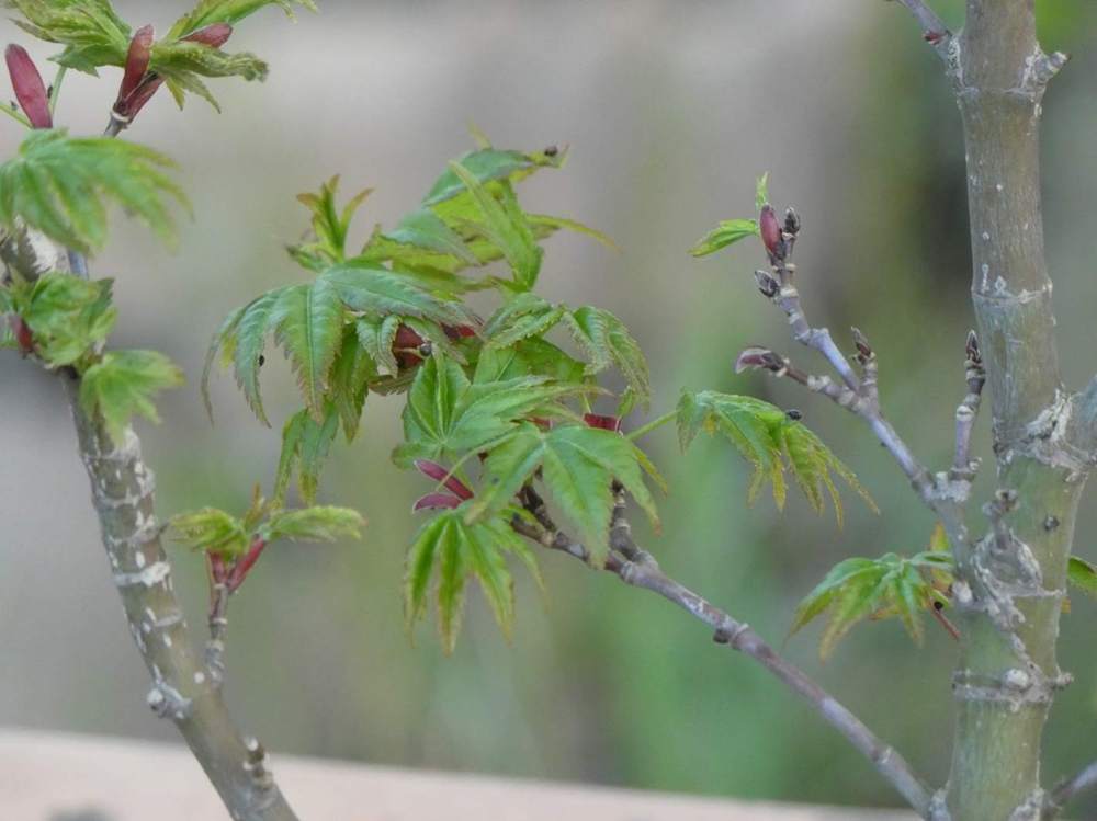 printemps de aceraceae acer palmatum cv. 'sharp's pygmy'