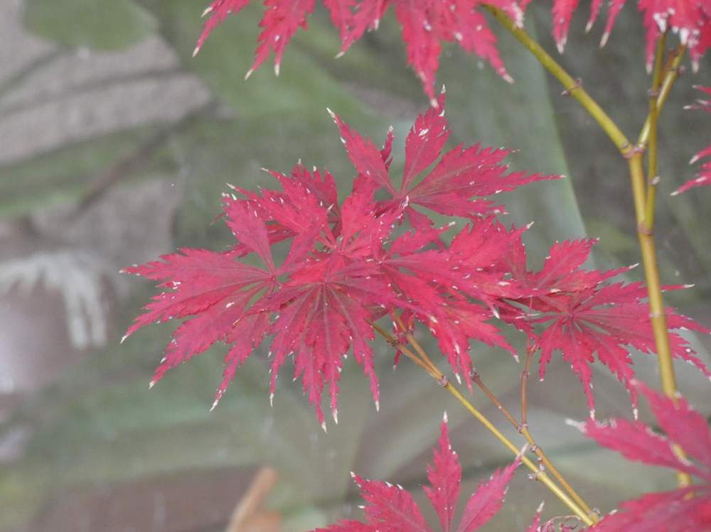 automne de aceraceae acer palmatum ssp. matsumurae cv. 'sheboja'