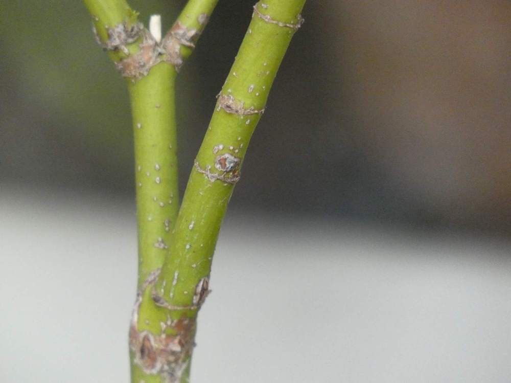 écorce de aceraceae acer palmatum ssp. matsumurae cv. 'sheboja'