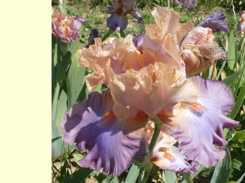 iridaceae iris barbu cv. 'shelby lynne'