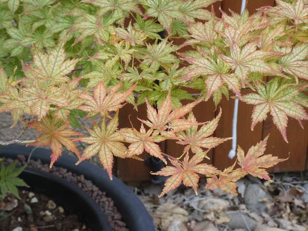 automne de aceraceae acer palmatum ssp. matsumurae cv. 'shigitatsu sawa'