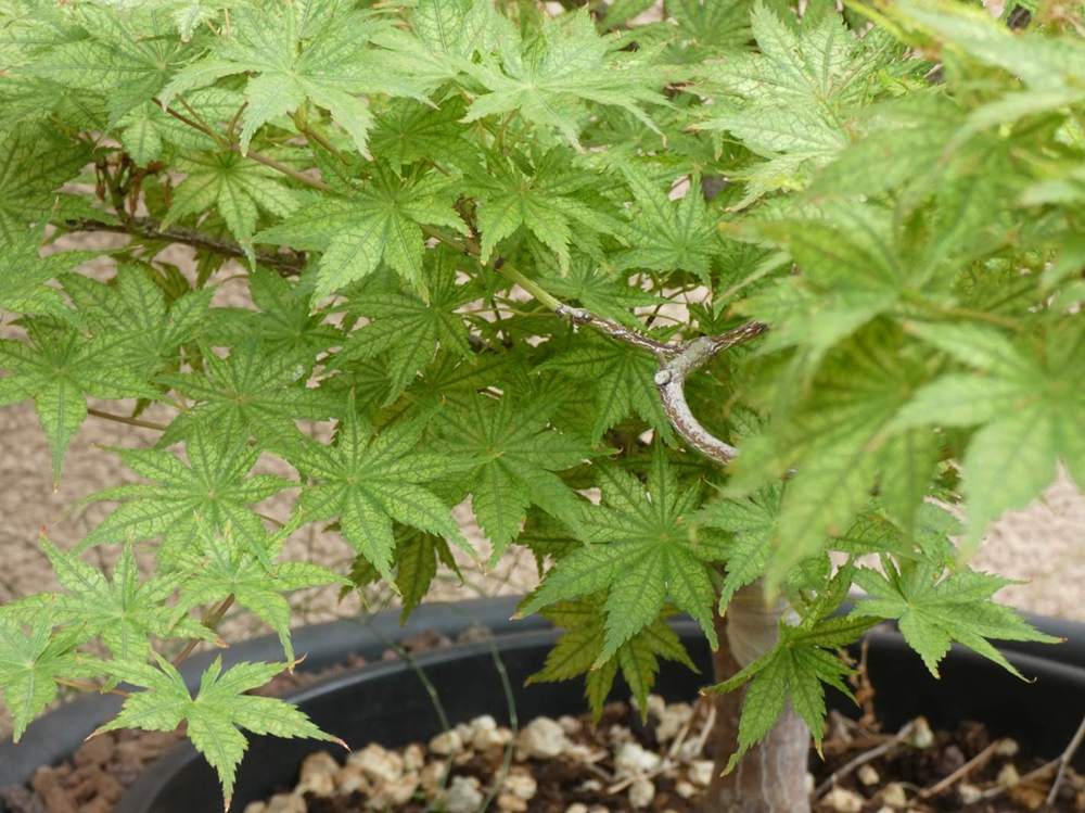 été de aceraceae acer palmatum ssp. matsumurae cv. 'shigitatsu sawa'